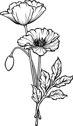 Poppy Flower Drawing, Poppy Drawing, Poppies Tattoo, Flower Line Drawings, Flower Drawing Tutorials, Poppy Painting, Flower Sketches, Floral Drawing, Poppy Flowers