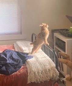 a cat standing on its hind legs in the air above a bed with a blanket