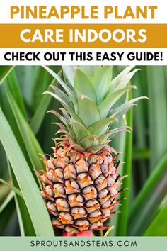 pineapple plant with text overlay that says pineapple plant care indoors check out this easy guide