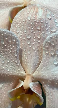 white orchid with drops of water on it's petals