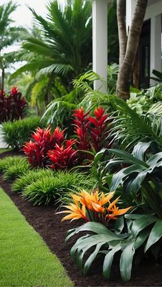 colorful tropical plants line the side of a home's front yard, with palm trees in the background