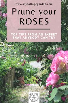 pink roses in the garden with text overlay that reads prune your roses top tips from an expert that anybody can try