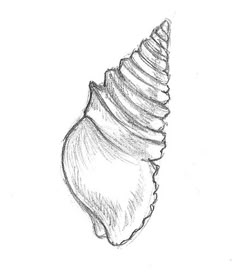 a pencil drawing of a seashell