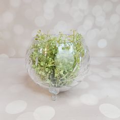 a clear glass vase filled with plants on top of a white table covered in lights