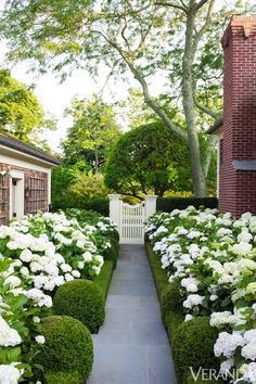 white hydrangeas line the walkway between two brick buildings and a garden path leading to an entrance