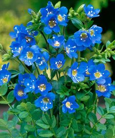 blue flowers with green leaves in a vase