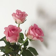 three pink roses in a vase on a table