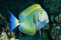 a blue and yellow fish swimming in the ocean