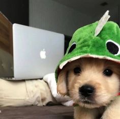 a small dog wearing a frog hat on top of a bed next to a laptop computer