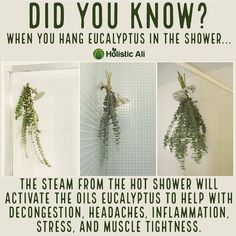 Eucalyptus in the shower Eucalyptus In The Shower, Organising Tips, Magia Das Ervas, Natural Health Remedies, The Shower, Plant Mom, Health Facts, Useful Life Hacks, Health Remedies