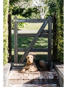 a dog sitting in front of a wooden gate