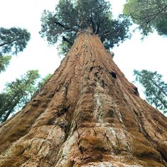 looking up at the top of a tall tree in a forest with lots of trees