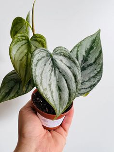 a hand holding a potted plant with white and green leaves