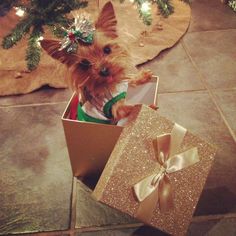 a small dog sitting in a box with a bow on it's head next to a christmas tree