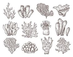 hand drawn seaweed and corals set