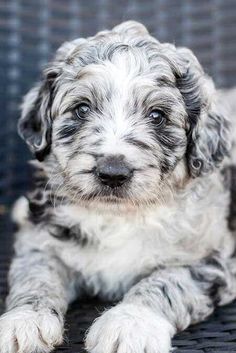 a small gray and white dog laying on top of a chair