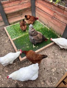 several chickens are walking around in the grass