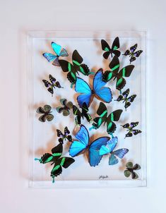 a group of blue and green butterflies in a glass frame on the wall with white background