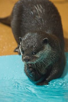 an otter is standing in the water and looking at its own paw with it's mouth open