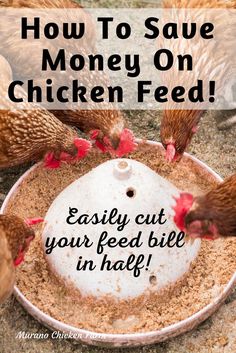 Chickens around feeder eating Chicken Feed Storage, Chicken Feed Diy, Chickens Backyard Breeds, Chicken Pets, Food For Chickens, Layer Feed, Chicken Coop Garden, Backyard Chicken Coop Plans, Diy Chicken Coop Plans