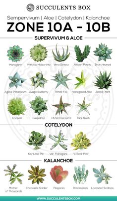 the succulents box contains different types of plants and their names in english