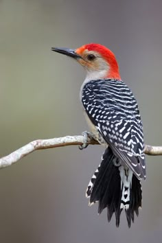 a red and black bird sitting on top of a tree branch