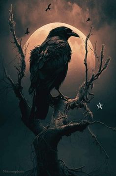 a black bird sitting on top of a tree branch in front of a full moon