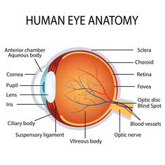 human eye anatomy with all the parts labeled stock photo and royalty free images at getdrawn com