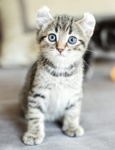 a small kitten with blue eyes sitting on the floor