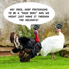 two turkeys standing in the grass with a speech bubble above them that says hey, feed keep pretending to be a rain bird and we might just make it through the holidays