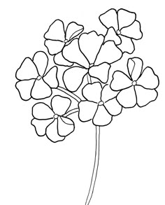 a flower that is in the middle of a line art drawing style, with four petals on