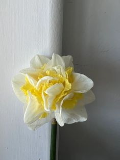 a single white and yellow flower in a vase on a table next to a wall