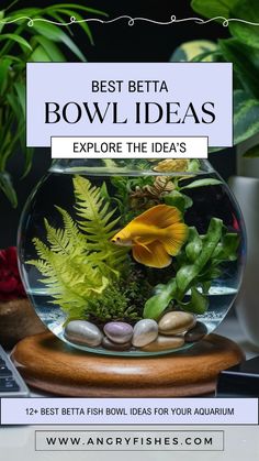 the best betta bowl ideas explore the idea's for aquariums and fish tanks