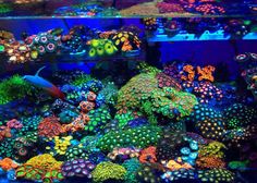 an aquarium filled with lots of different types of colorful corals and other marine life