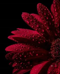 a red flower with water droplets on it