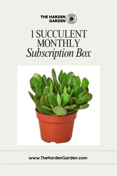 a small potted plant with the words i succulentt month by subscrip