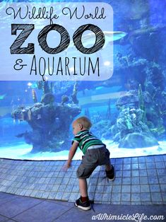 a young boy looking at an aquarium with the words wildlife world zoo and aquarium