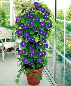 a potted plant with purple flowers in it