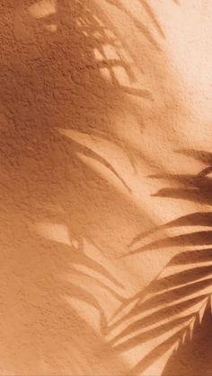 the shadow of a palm tree on a wall