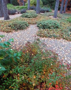 a path in the middle of a forest with lots of leaves on it