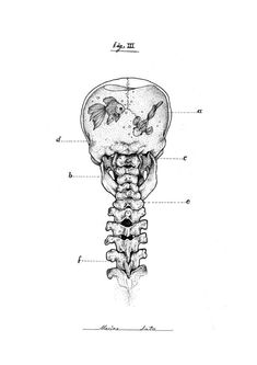 a diagram of the human skull and bones