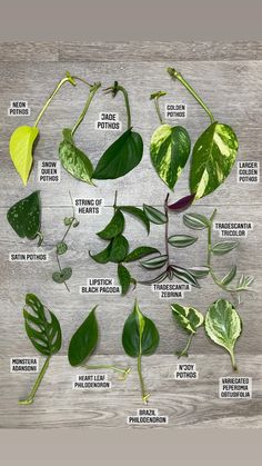 an image of different types of leaves on a table with text overlaying them