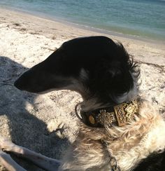 a black and white dog sitting on top of a sandy beach next to the ocean