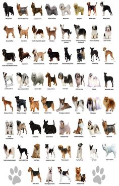 the different breeds of dogs are shown in this poster