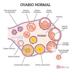 the structure of an ovario nommal, with all its parts labeled