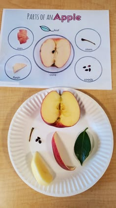 paper plate with parts of an apple on it