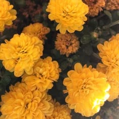 yellow flowers with green leaves in the background