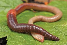 a close up of a caterpillar on a leaf