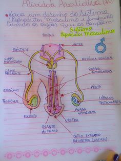 diagram of the structure of an animal's stomach