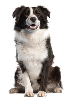 a black and white dog is sitting down